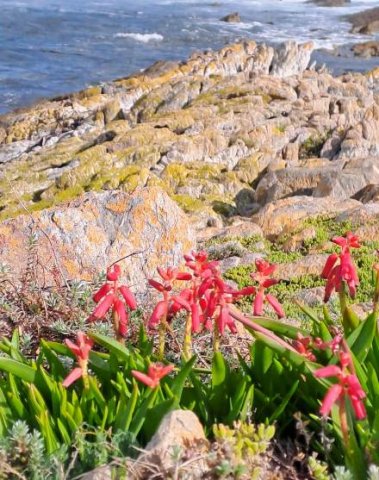 Lachenalia bulbifera sea view
